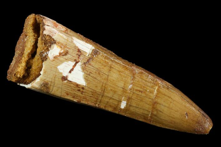 Fossil Crocodile (Elosuchus) Tooth - Morocco #124297